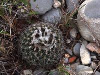 Turbinicarpus_saueri_ssp._gonzalezii_GM_1509.jpg