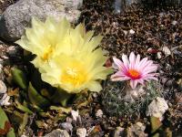Turbinicarpus_saueri_ssp._gonzalezii_GM_814.jpg