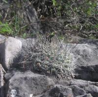 Turbinicarpus_saueri_ssp._nelisae_GM_1007.jpg