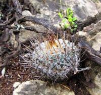 Turbinicarpus_saueri_ssp._septentrionalis_GM_868.jpg
