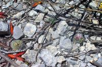 Turbinicarpus_saueri_ssp._verduzcoi_GM_1006.jpg