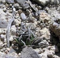Turbinicarpus_schmiedickeanus._GM_804.3.jpg