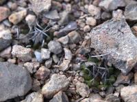 Turbinicarpus_schmiedickeanus_ssp._lazarocardenasii_n.prov._GM_1531.jpg
