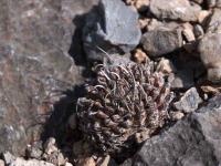 Turbinicarpus_schmiedickeanus_ssp._sandiensis_n.prov._GM_1512-1.jpg