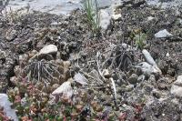 Turbinicarpus_schmiedickeanus_ssp._sandiensis_nom.prov._GM_1009.jpg