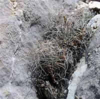 Turbinicarpus_sphacellatus_GM_965.jpg
