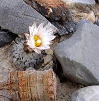 Turbinicarpus_valdezianus_GM_1041.jpg