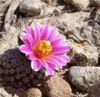 Turbinicarpus_valdezianus_GM_1068.3.jpg