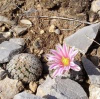 Turbinicarpus_valdezianus_GM_1074.jpg