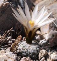 Turbinicarpus_valdezianus_GM_1248.jpg