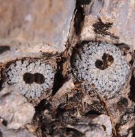 Turbinicarpus_valdezianus_GM_1623.jpg