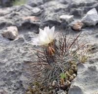 Turbinicarpus_viereckii_ssp._major_GM_1019.jpg