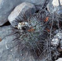 Turbinicarpus_viereckii_ssp._major_GM_1253.jpg