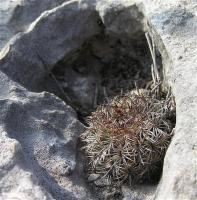 Turbinicarpus_ysabelae_GM_1017.jpg