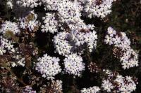 Verbena_gynobasis_GM_1376.21.jpg