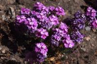 Verbena_gynobasis_GM_1386.9.jpg