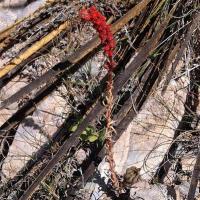 Villadia_cucullata_GM_1250.12.jpg