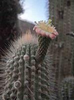 Weberbauerocereus_cuzcoensis_GM_1389.1.jpg