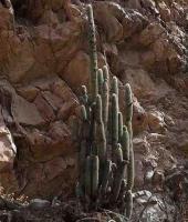Weberbauerocereus_rauhii_GM_1383.9.jpg