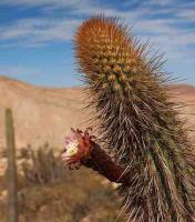 Weberbauerocereus_weberbaueri_GM_1374.jpg