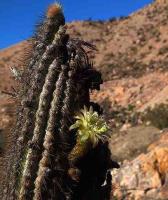 Weberbauerocereus_weberbaueri_GM_1377.jpg