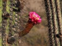 Weberbauerocereus_weberbaueri_GM_1390.1.jpg