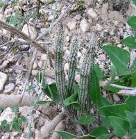 Wilcoxia_poselgeri_tamaulipensis_GM_830.jpg