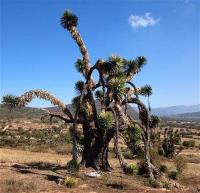 Yucca_carneoroseana_GM_1259.8.jpg