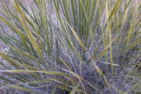Yucca_coahuilensis_GM_1078.1.jpg