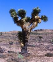 Yucca_decipiens_GM_714.5.jpg