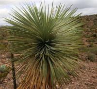 Yucca_elata_GM_1332.6.jpg