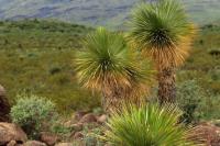 Yucca_linearifolia_GM_1337.4.jpg