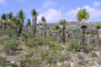 Yucca_queretaroensis_GM_949.1.jpg
