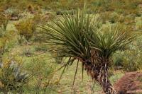 Yucca_torreyi_GM_1337.5.jpg