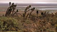 Yucca_valida_GM_1296.5.jpg