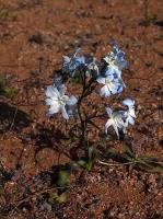 Zephyra_elegans_GM_1456.2.jpg