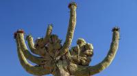 arnegiea_gigantea_f._cristata_-_GM_1320.3.jpg