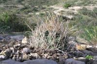 ncistrocactus_brevihamatus_GM_824.1.jpg