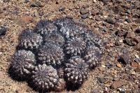 opiapoa_cinerea_v._grandiflora_GM_1168.9.jpg