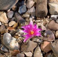 riocarpus_agavoides_v._sanluisensis_GM_1251.14.jpg