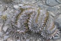 riocarpus_retusus_GM_1000.1.jpg
