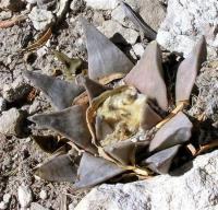 riocarpus_retusus_elongatus_GM_216.jpg