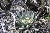 riocarpus_retusus_v._scapharostroides_elongatus_GM_787.1.jpg