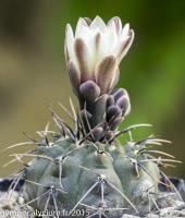 706-ochoterenae-(v-cinereum-GN 86-5-4)-.jpg