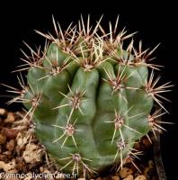 brachyanthum-v-gertrudae-GN-102-257.jpg