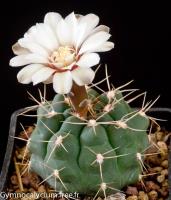 capillaense-v-mucidum-GN-383-1281.jpg