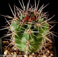 horridispinum-GN-384-1286.jpg