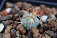 Echinocactus  horizonthalonius Par 241.jpg