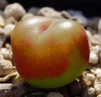 C_maughanii_ssp_maughanii_SH_802_2010-09-04_2.JPG