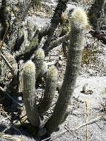 PCO 1226-01.jpg
